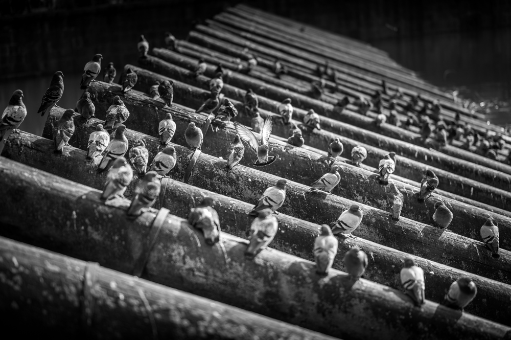 Prague black and white photograph 4